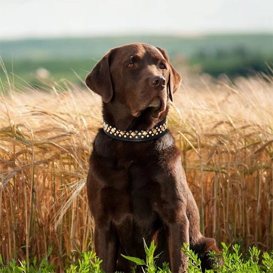 collier chien | Deluxe - Chiens et Compagnons