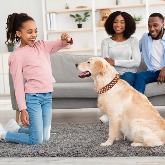 collier chien | Deluxe - Chiens et Compagnons