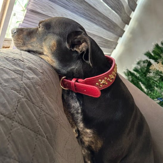 collier chien | Deluxe - Chiens et Compagnons