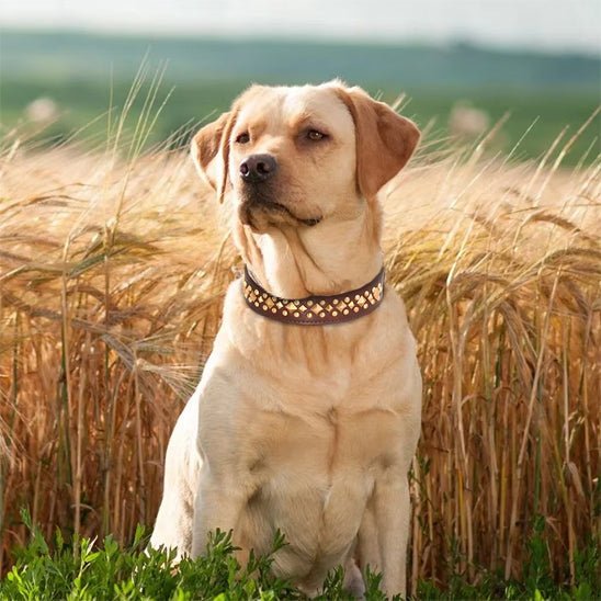 collier chien | Deluxe - Chiens et Compagnons