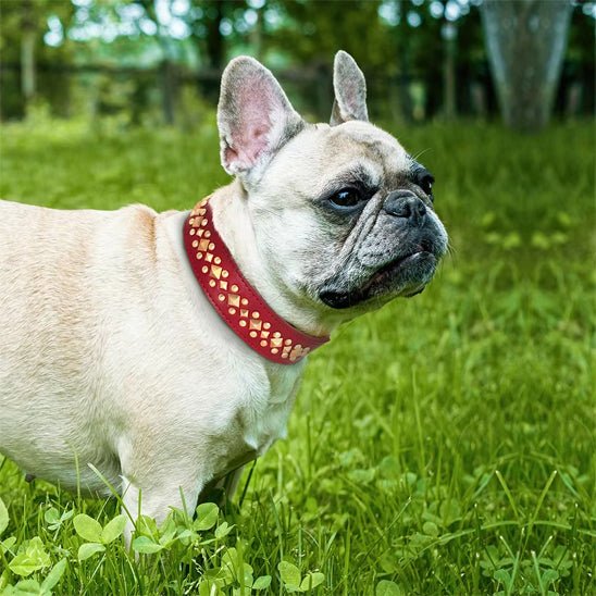 collier chien | Deluxe - Chiens et Compagnons