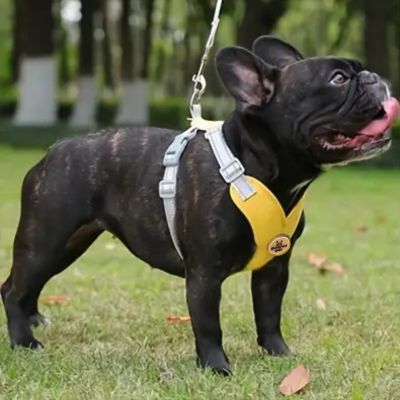 Harnais anti traction chien - Chiens et Compagnons