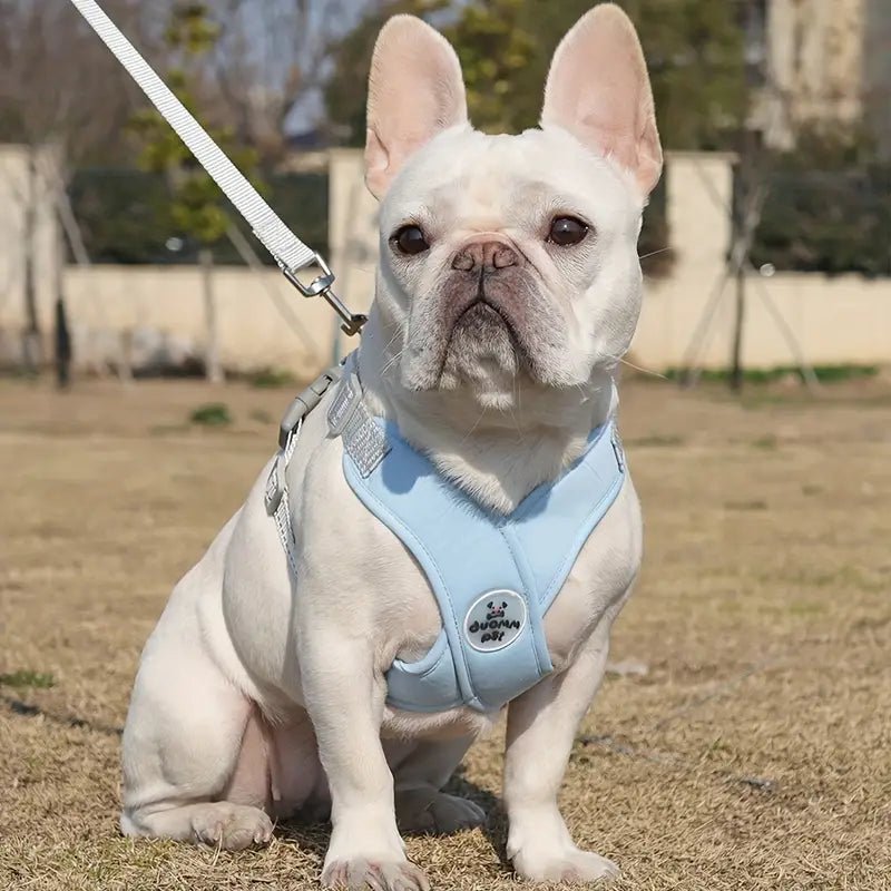 Harnais anti traction chien - Chiens et Compagnons