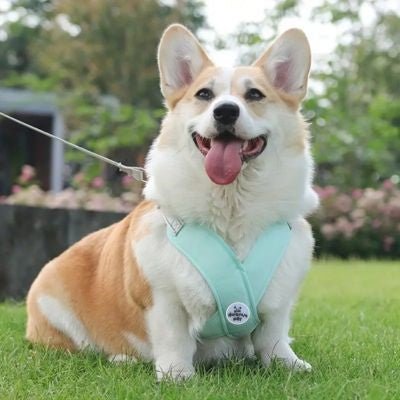 Harnais anti traction chien - Chiens et Compagnons
