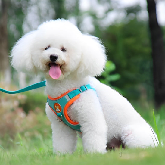 harnais anti traction chien bleu