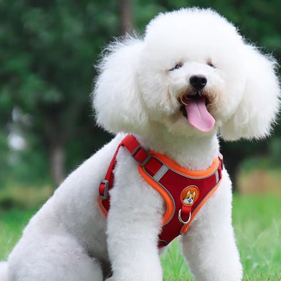 Harnais anti traction chien | FunnyHarness - Chiens et Compagnons