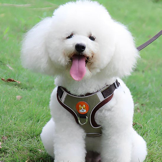 Harnais anti traction chien | FunnyHarness - Chiens et Compagnons
