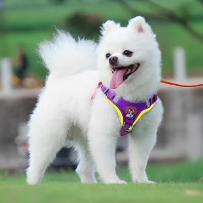 Harnais anti traction chien | FunnyHarness - Chiens et Compagnons