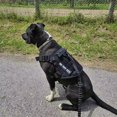 harnais anti traction chien noir