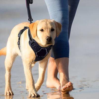 Harnais anti traction chien | Toute race - Chiens et Compagnons