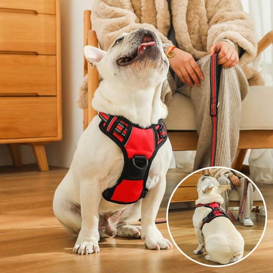 Harnais anti traction chien | Toute race - Chiens et Compagnons