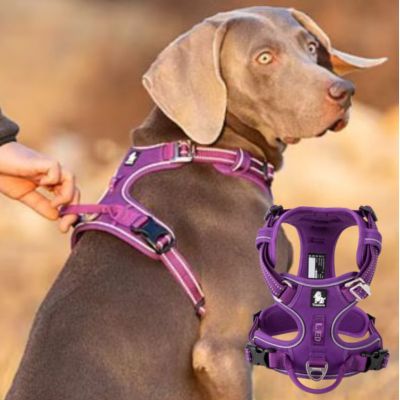 Harnais chien anti traction | Happydog Grand chien - Chiens et Compagnons