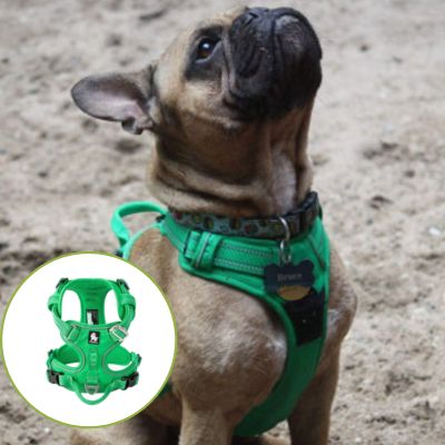 Harnais chien anti traction | Happydog Grand chien - Chiens et Compagnons