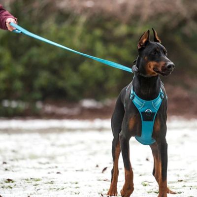 Harnais chien anti traction | Happydog Grand chien - Chiens et Compagnons