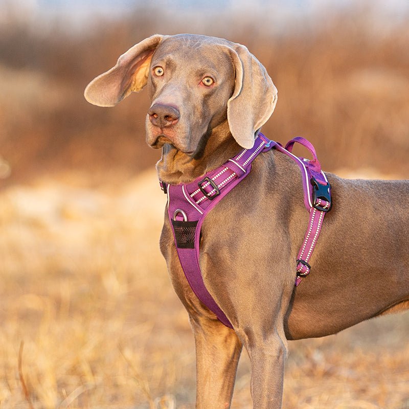Harnais chien anti traction | Happydog Grand chien - Chiens et Compagnons