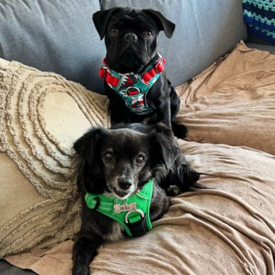 Harnais chien anti traction | Happydog Grand chien - Chiens et Compagnons