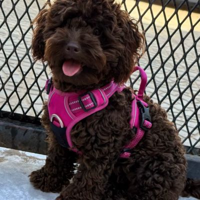 Harnais chien anti traction | Happydog Grand chien - Chiens et Compagnons