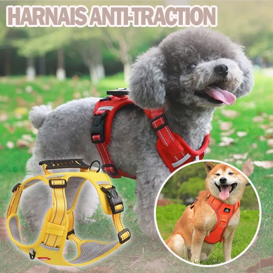 Harnais chien anti traction | SafeWalk™ - Chiens et Compagnons