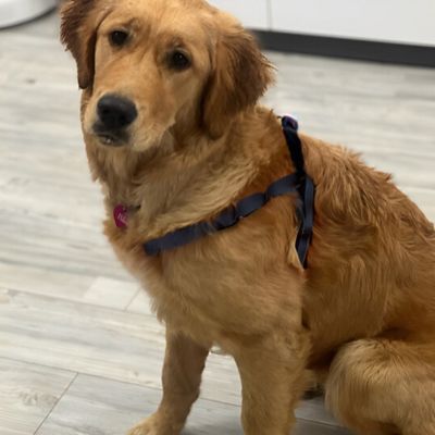 harnais chien | léger et réfléchissant - Chiens et Compagnons