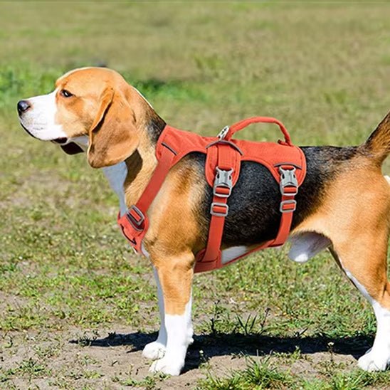 Harnais chien | Triple sangle - Chiens et Compagnons