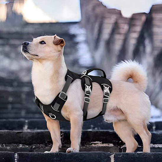 Harnais chien | Triple sangle - Chiens et Compagnons