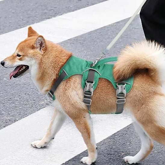 Harnais chien | Triple sangle - Chiens et Compagnons