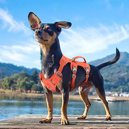 Harnais chien | Triple sangle - Chiens et Compagnons