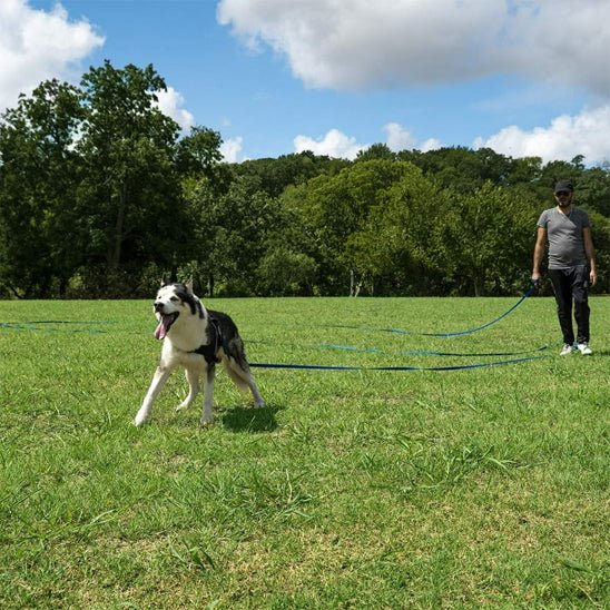 Longe pour chien | EasyClean - Chiens et Compagnons
