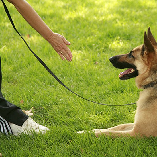 Longe pour chien | EasyClean - Chiens et Compagnons