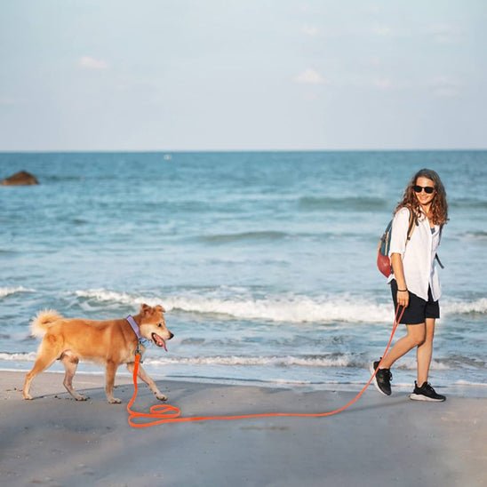 Longe pour chien | Nid d'abeille - Chiens et Compagnons