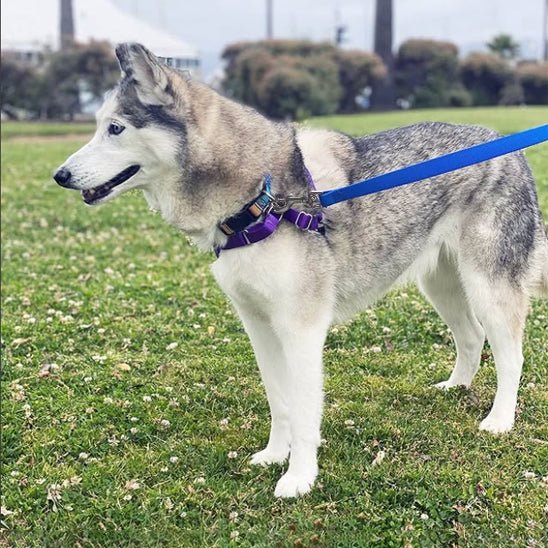 Longe pour chien | pvc dressage - Chiens et Compagnons