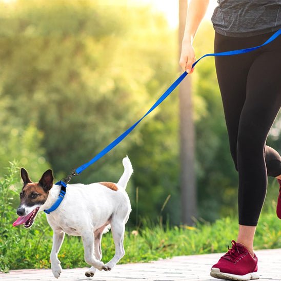 Longe pour chien | pvc dressage - Chiens et Compagnons