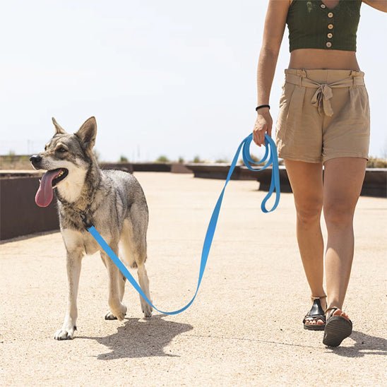 Longe pour chien | pvc dressage - Chiens et Compagnons