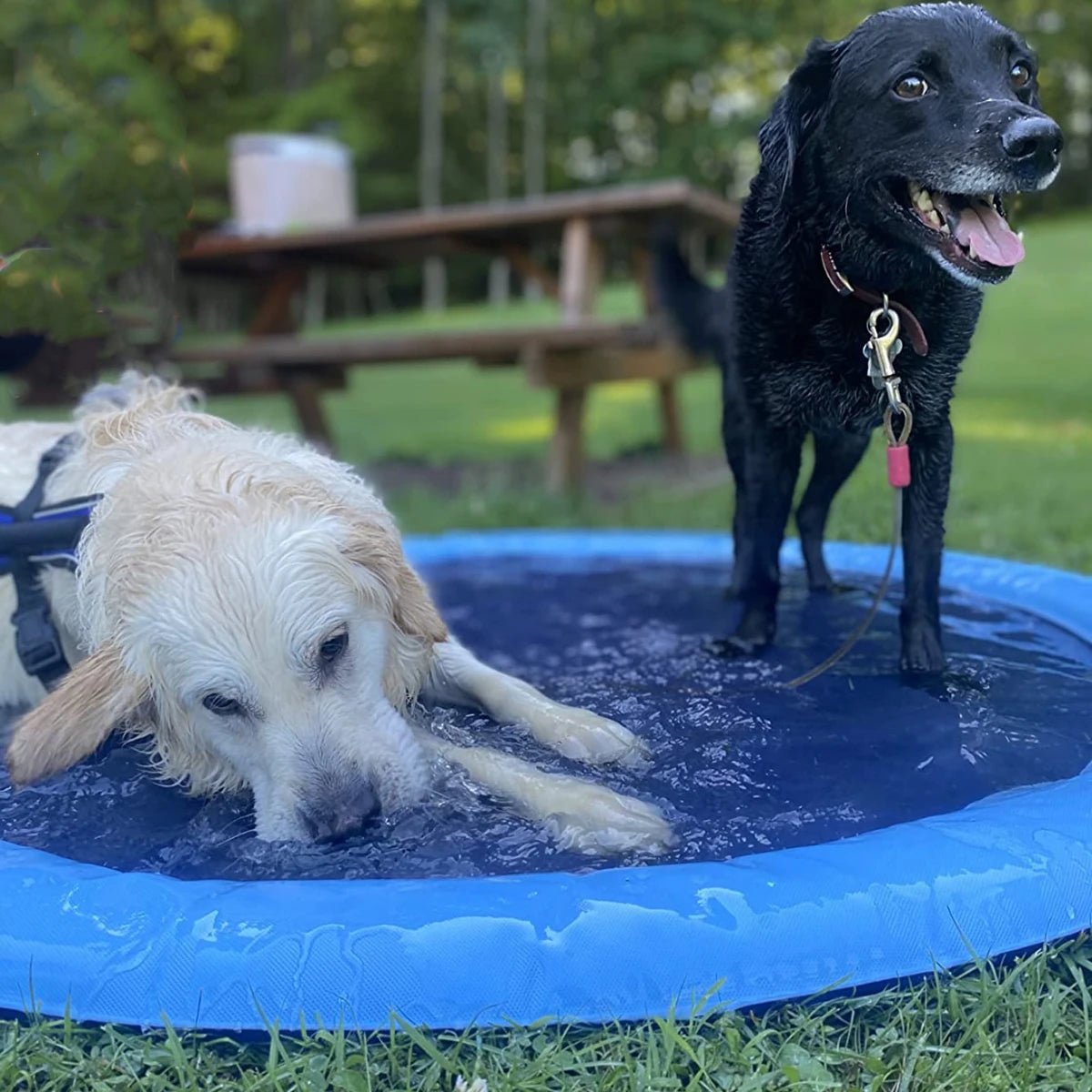 DoggySwim™ | Jeu d'eau pour chien - Chiens et Compagnons