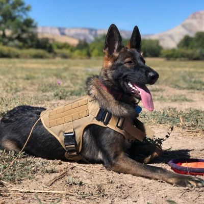 Harnais anti traction chien | Gilet d'entraînement tactique grand chien - Chiens et Compagnons