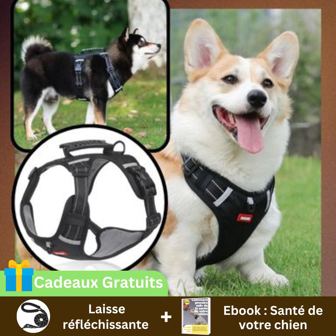 Harnais anti - traction | SafeWalk™ - Chiens et Compagnons