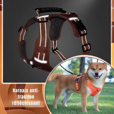 Harnais anti-traction | SafeWalk™ - Chiens et Compagnons