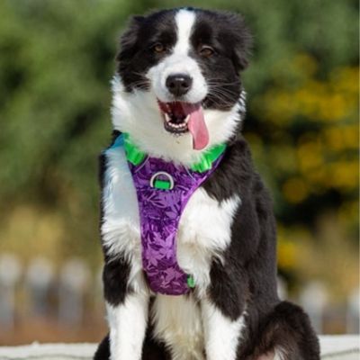 harnais chien anti traction | Happydog - Chiens et Compagnons