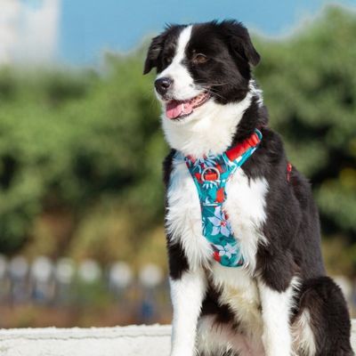 harnais chien anti traction | Happydog - Chiens et Compagnons