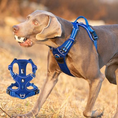 Harnais chien anti traction | Happydog Grand chien - Chiens et Compagnons