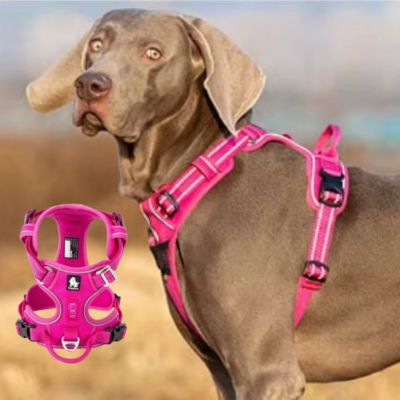 Harnais chien anti traction | Happydog Grand chien - Chiens et Compagnons