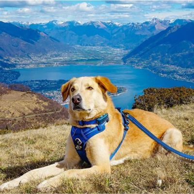 Harnais chien anti traction | Happydog Grand chien - Chiens et Compagnons