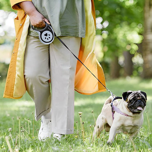 Laisse pour chien enrouleur | Pawrope - Chiens et Compagnons