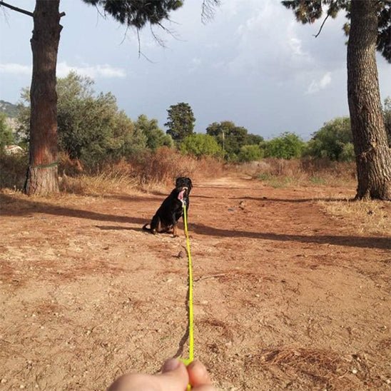 Longe pour chien | EasyClean - Chiens et Compagnons