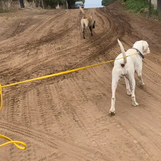 Longe pour chien | EasyClean - Chiens et Compagnons